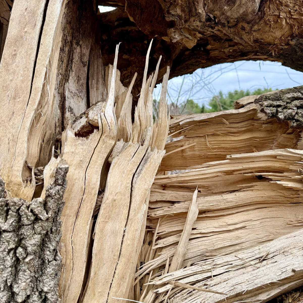 Split tree trunk showing layers of wood — texture from the bark park